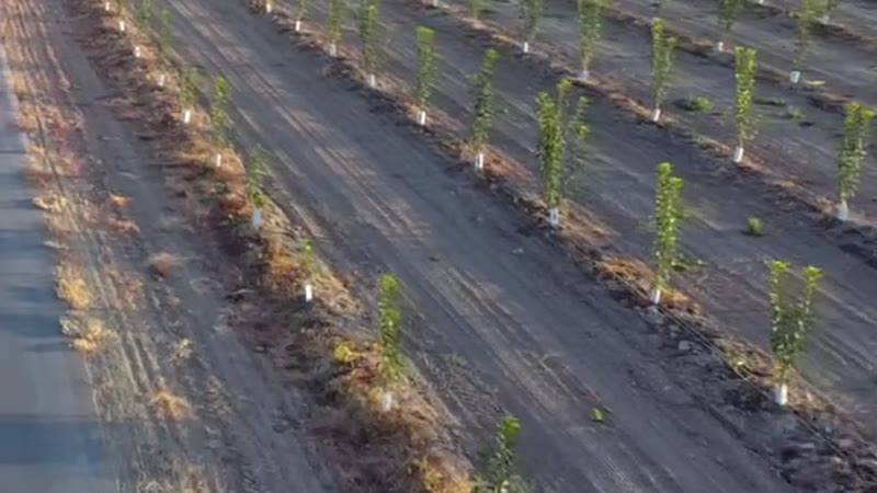 Young cherry trees staked in a newly planted orchard