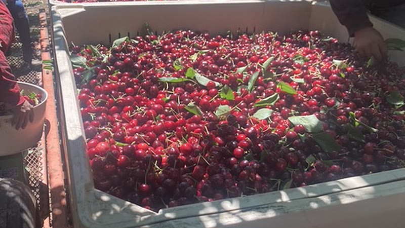 Bins of just-picked cherries in the orchard row