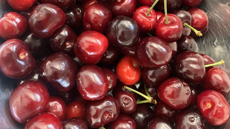 Freshly picked cherries close up