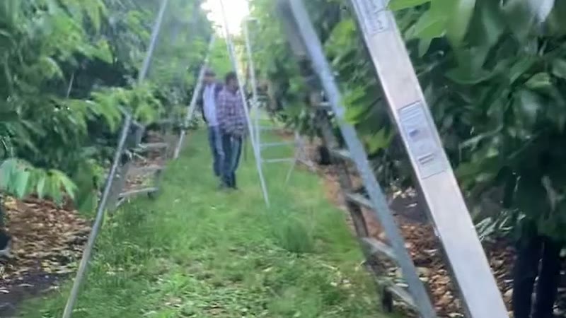 Picking crew working a cherry row