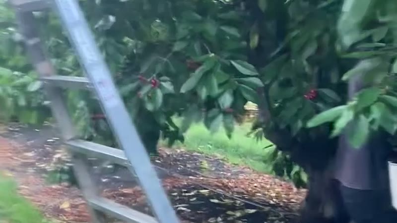 Picker carrying a bucket of cherries out of the row