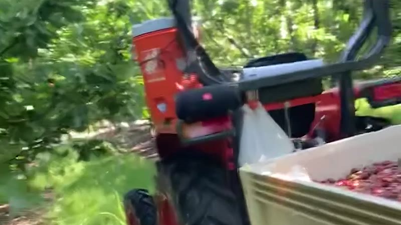 Tractor hauling bins of cherries down the orchard row