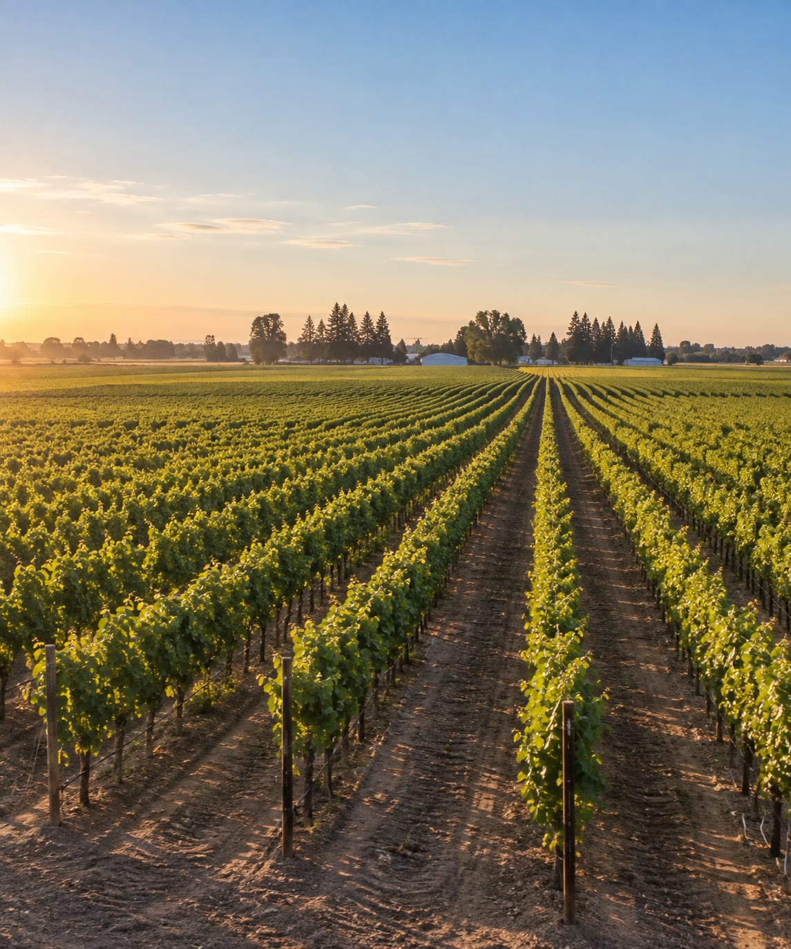 Rows of young vines running toward the horizon at sunset