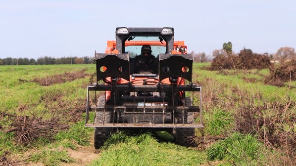 Tractor clearing pulled vines from a vineyard block