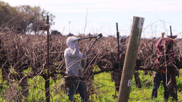 Freshly planted vineyard with grow tubes