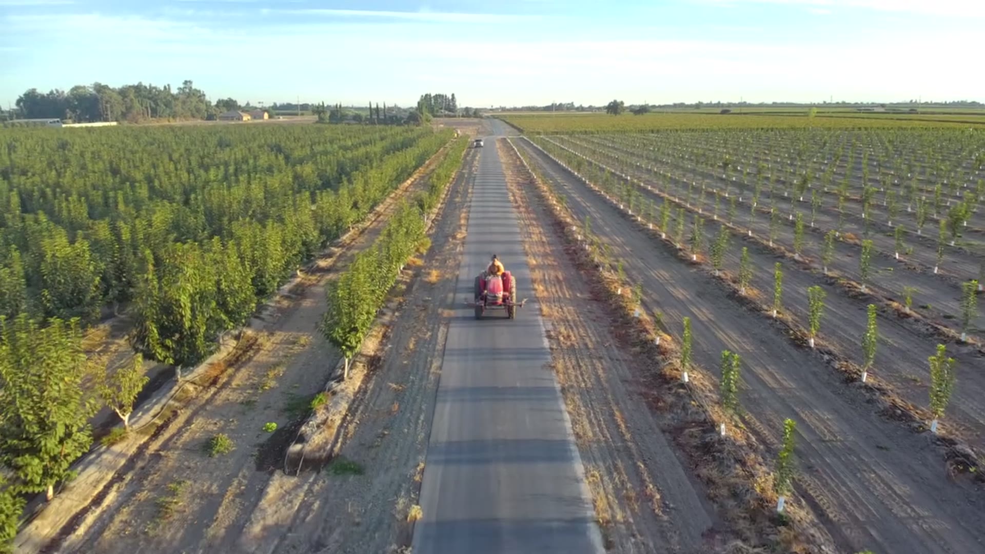 Tractor heading down a farm road at sunrise between young cherry orchards