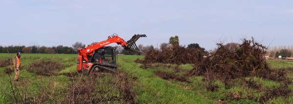 Tractor removing old vines from a vineyard block
