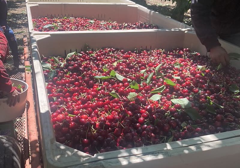 Bins of freshly picked cherries at the edge of the orchard