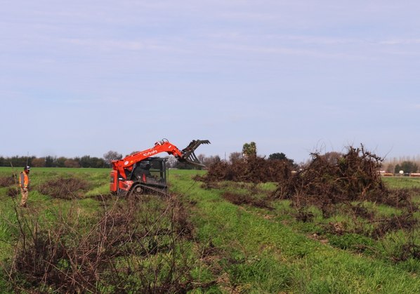 Crew walking a vineyard block
