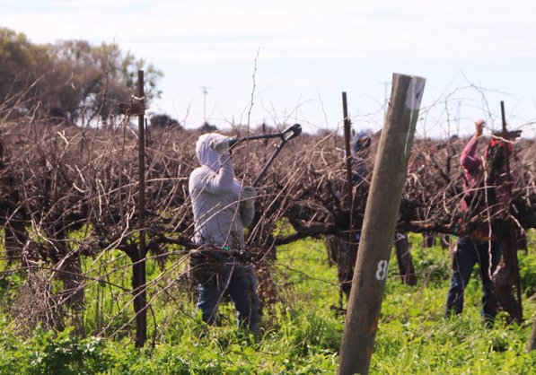 Vineyard rows running toward the hills