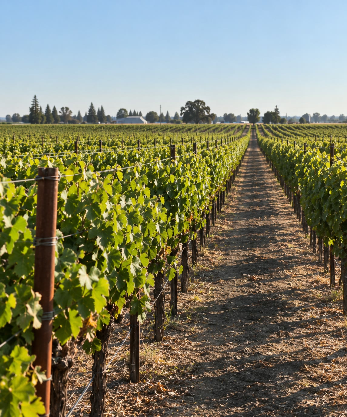 Looking down a row of mature, leafy vines on a clear day