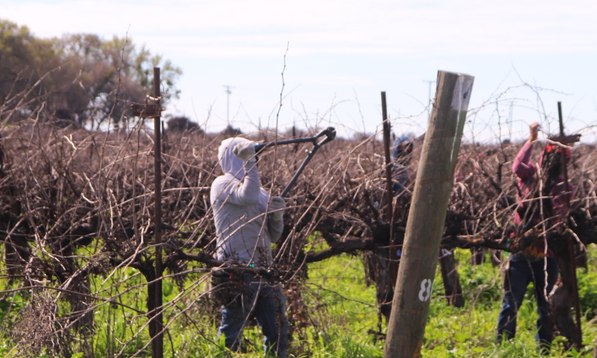 Established vineyard rows running toward the hills