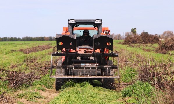 Tractor pulling out an old vineyard block